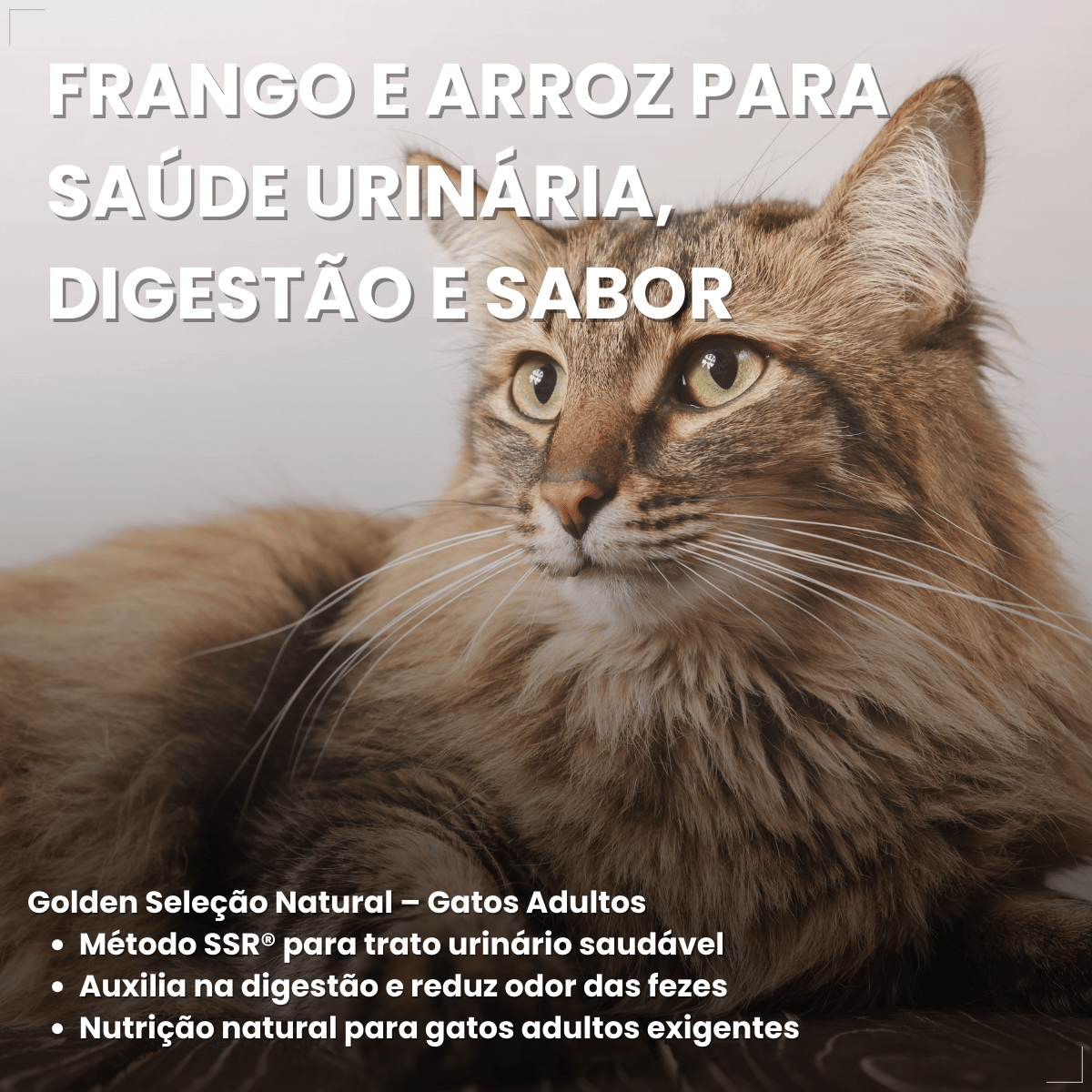 Ração Golden Seleção Natural Gatos Adulto Frango e Arroz 1kg