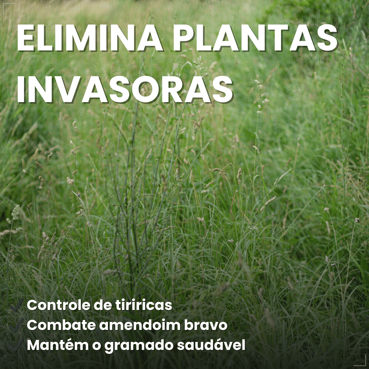 Gramizap Imazapir Herbicida Citromax 1 litro Grama Jardim