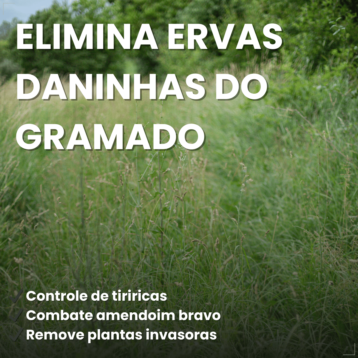 Gramizap Max 20 Imazapir Herbicida Citromax 1L Gramado
