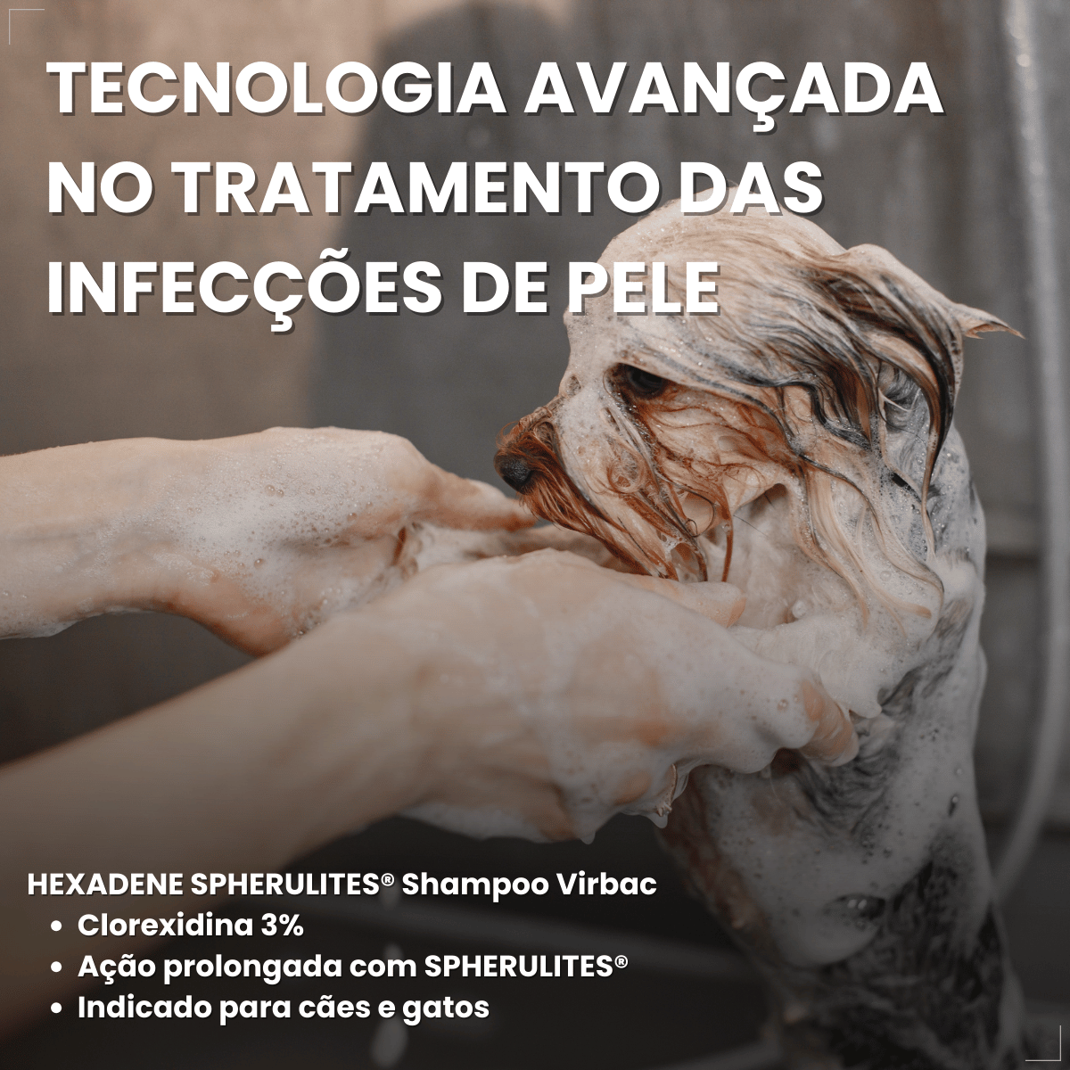 Shampoo Hexadene Spherulites Antisséptico Cães E Gatos 250ml