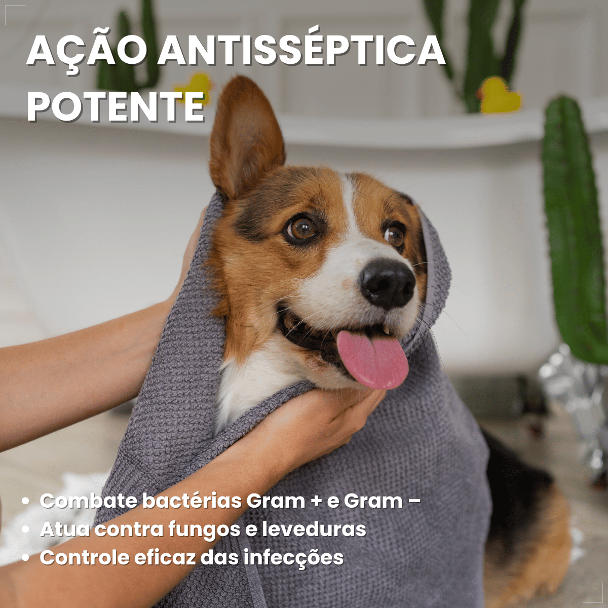 Shampoo Hexadene Spherulites Antisséptico Cães E Gatos 250ml