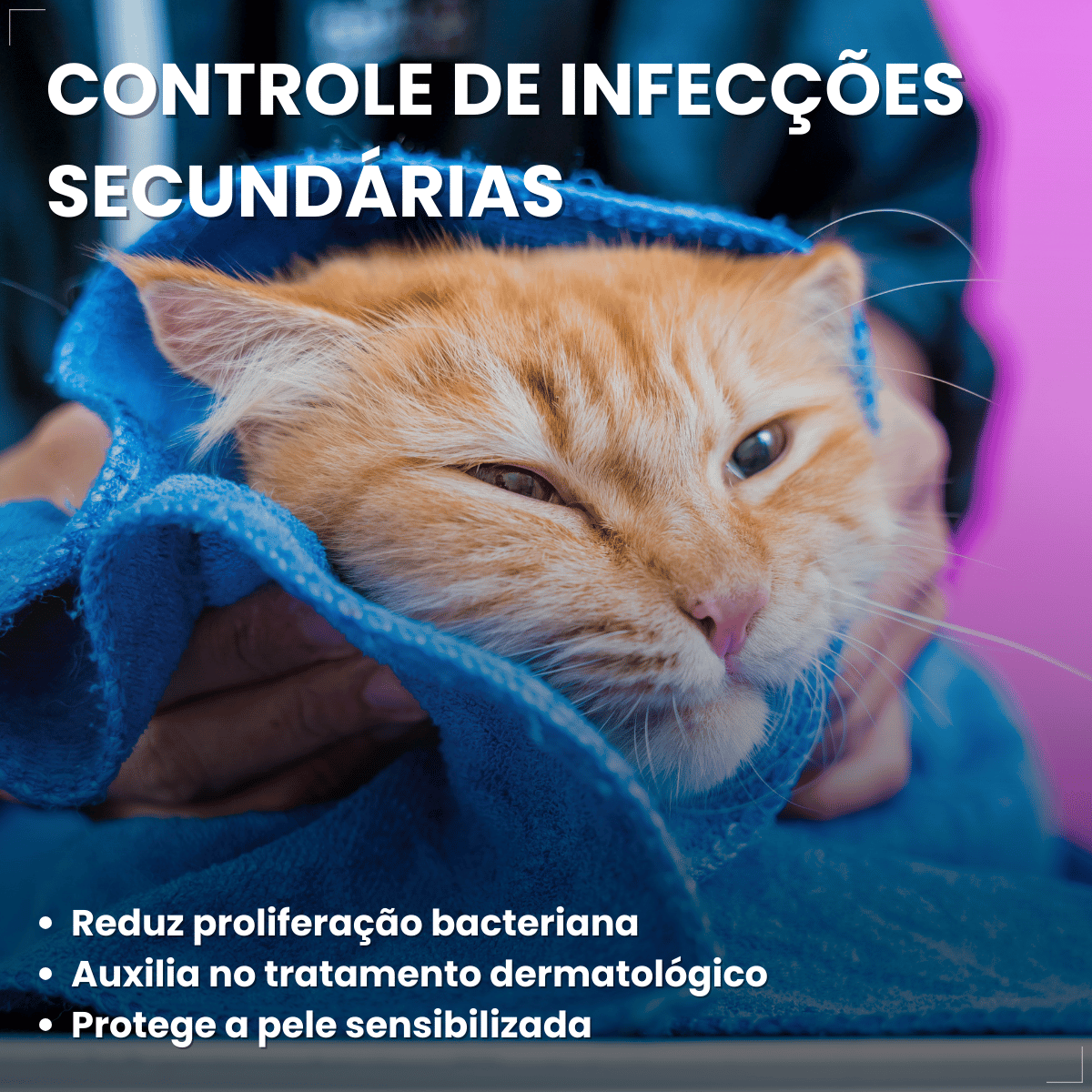 Shampoo Hexadene Spherulites Antisséptico Cães E Gatos 250ml