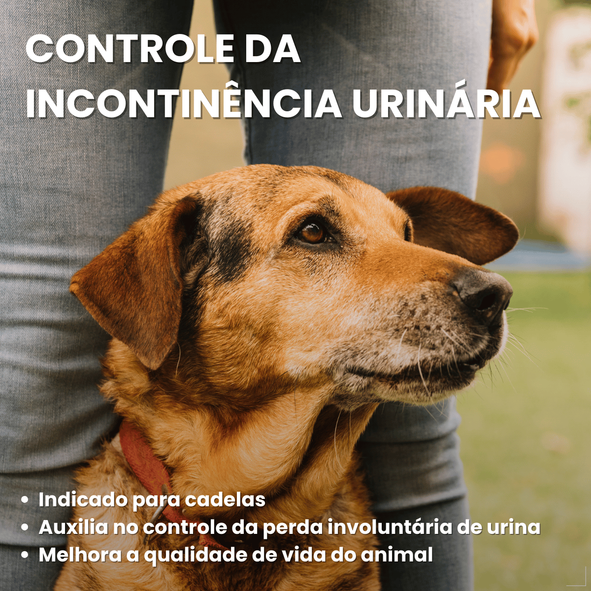 Incurin Tratamento De Incontinência Urinária Em Cadelas 1 Mg