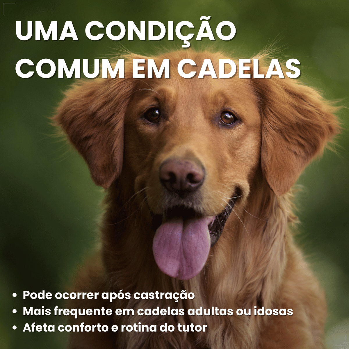 Incurin Tratamento De Incontinência Urinária Em Cadelas 1 Mg