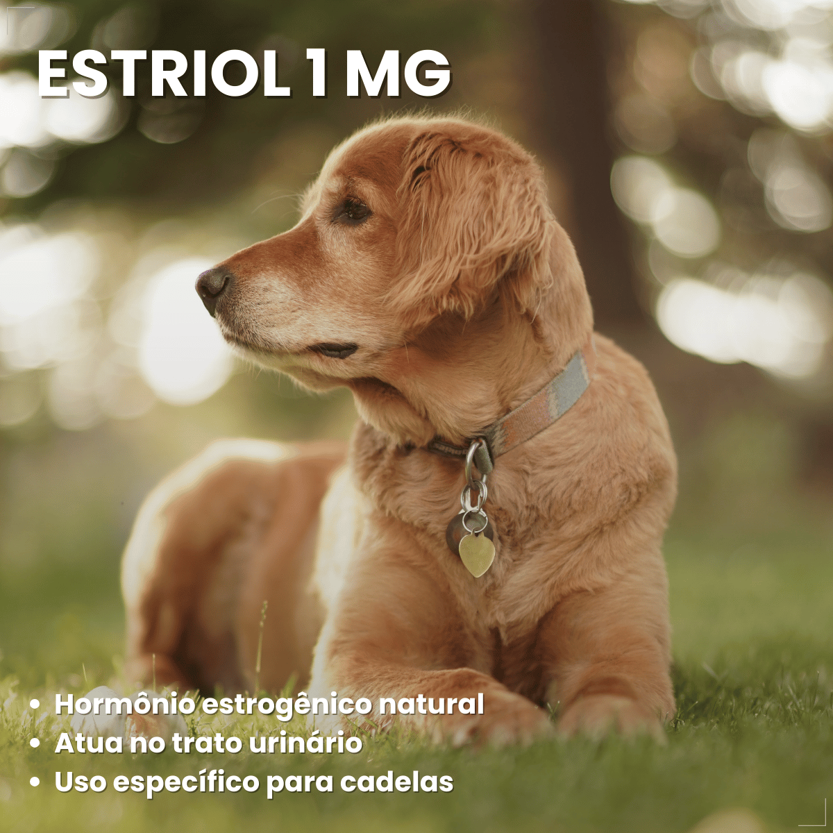 Incurin Tratamento De Incontinência Urinária Em Cadelas 1 Mg