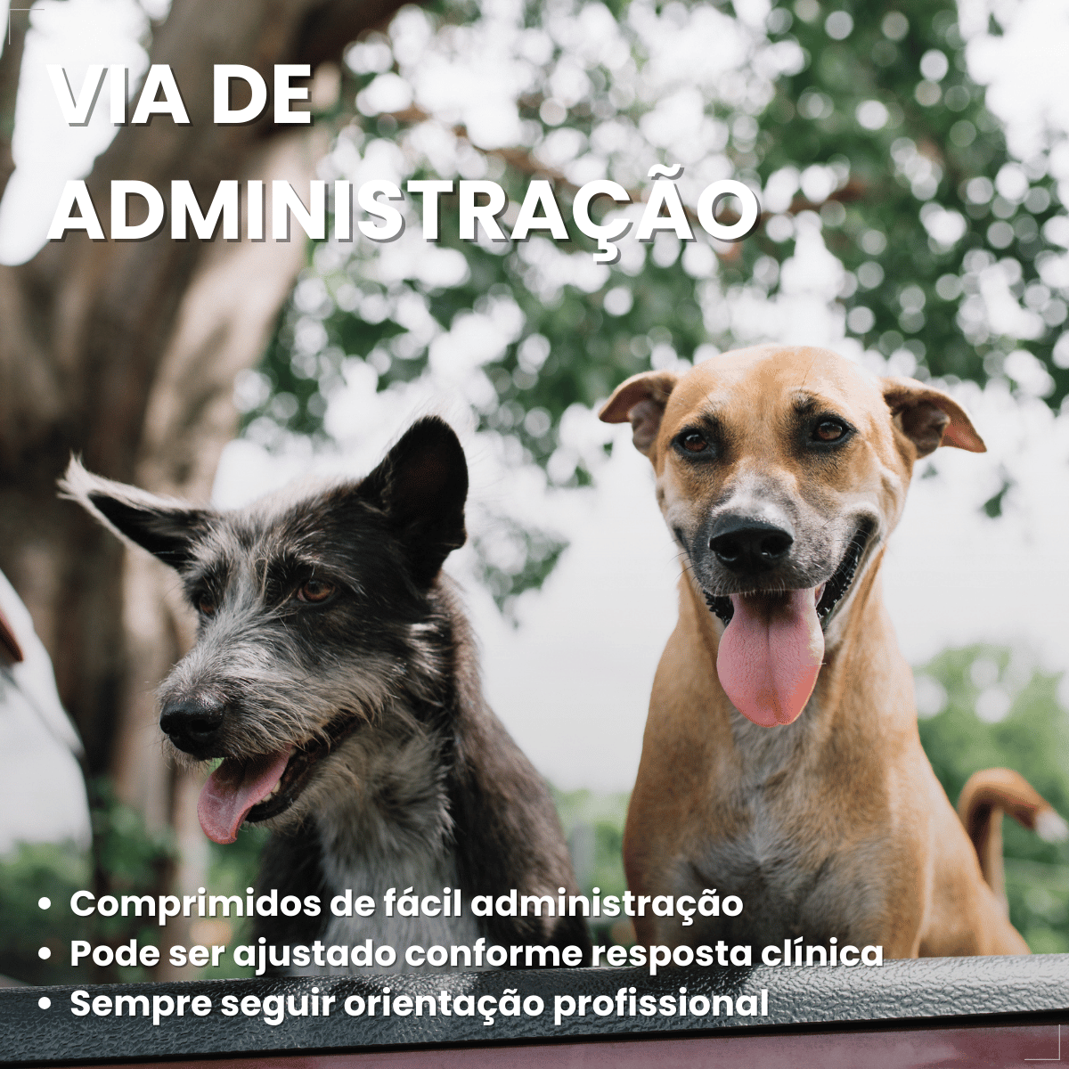 Incurin Tratamento De Incontinência Urinária Em Cadelas 1 Mg