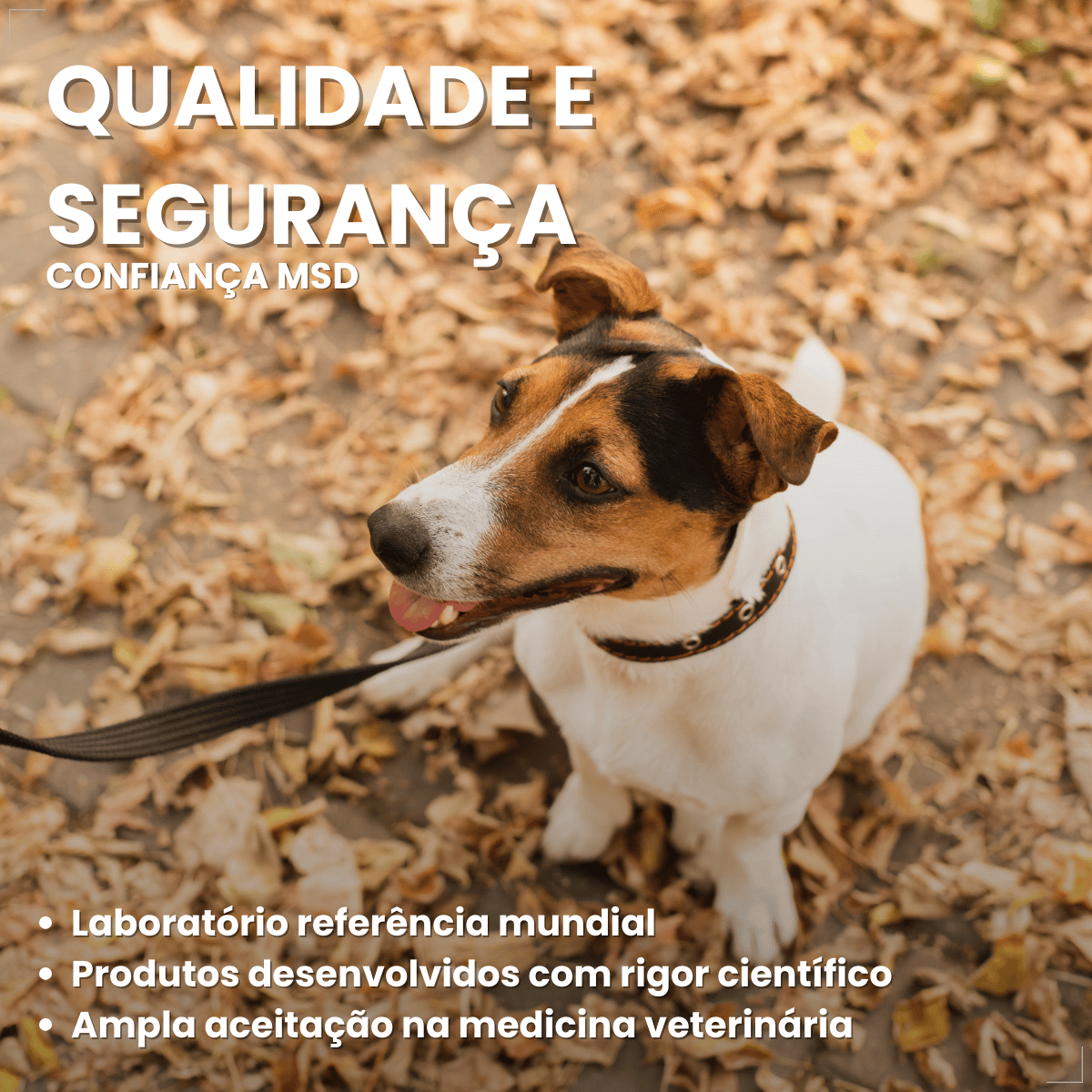 Incurin Tratamento De Incontinência Urinária Em Cadelas 1 Mg