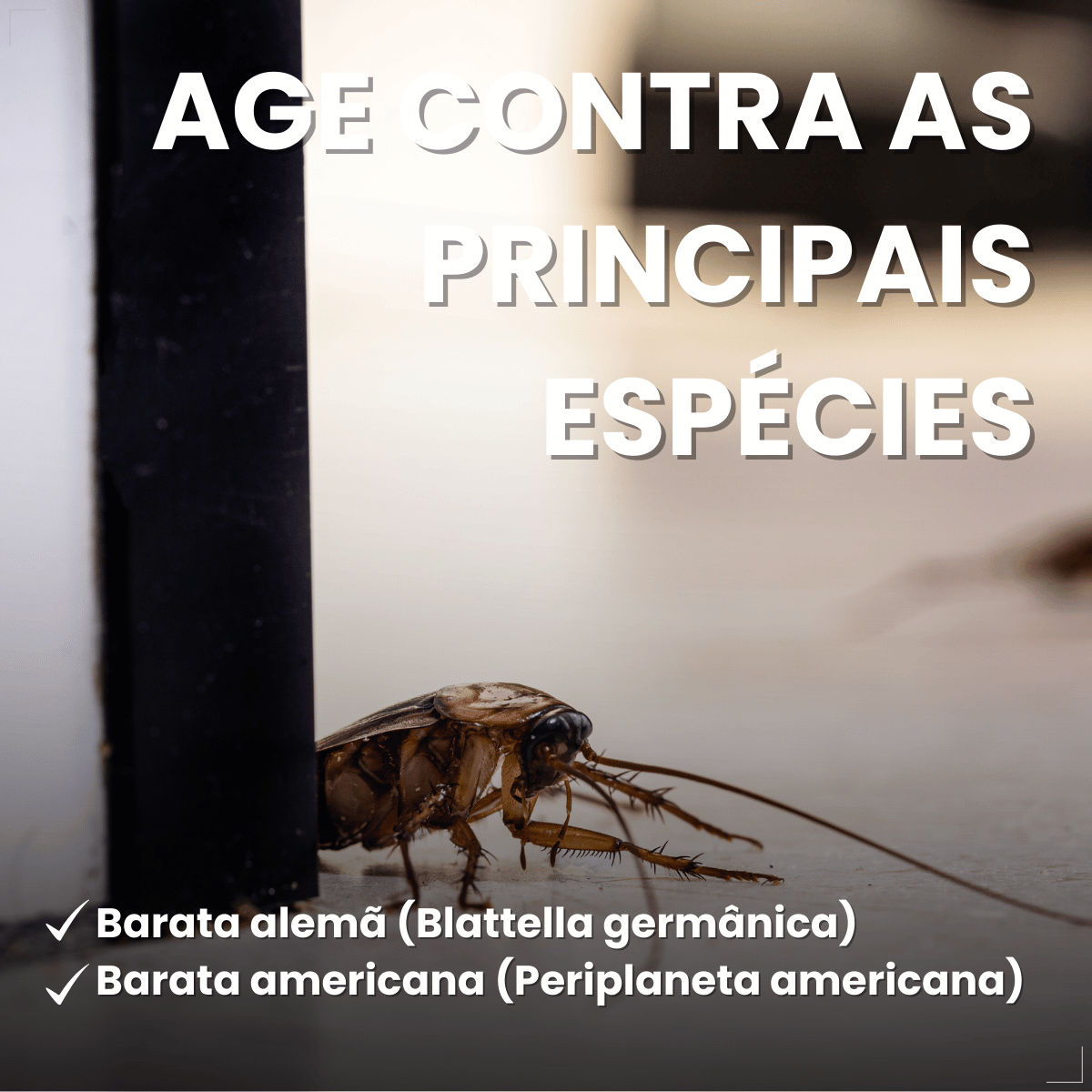 Mata Barata Gel Inseticida Para Baratas Seringa 10g Citromax