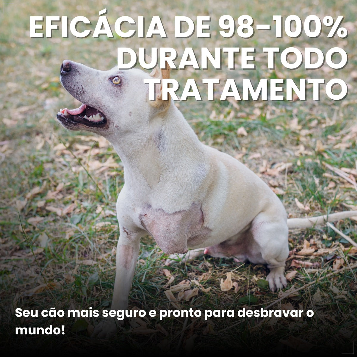 Bravecto Carrapatos Antipulgas Cães De 20 A 40 Kg Msd 1000mg