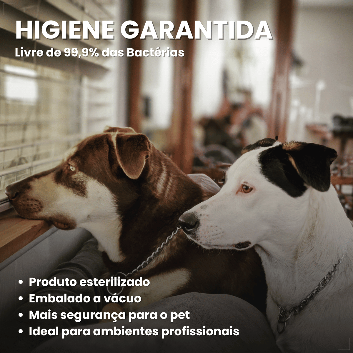 Jornal Pet Higiênico Biodegradável com 50 Folhas All Papers