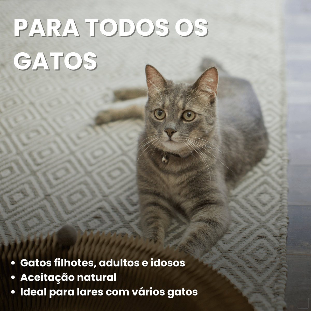 Katbom Areia Higiênica Granulado Biodegradavel P gatos 3 Kg
