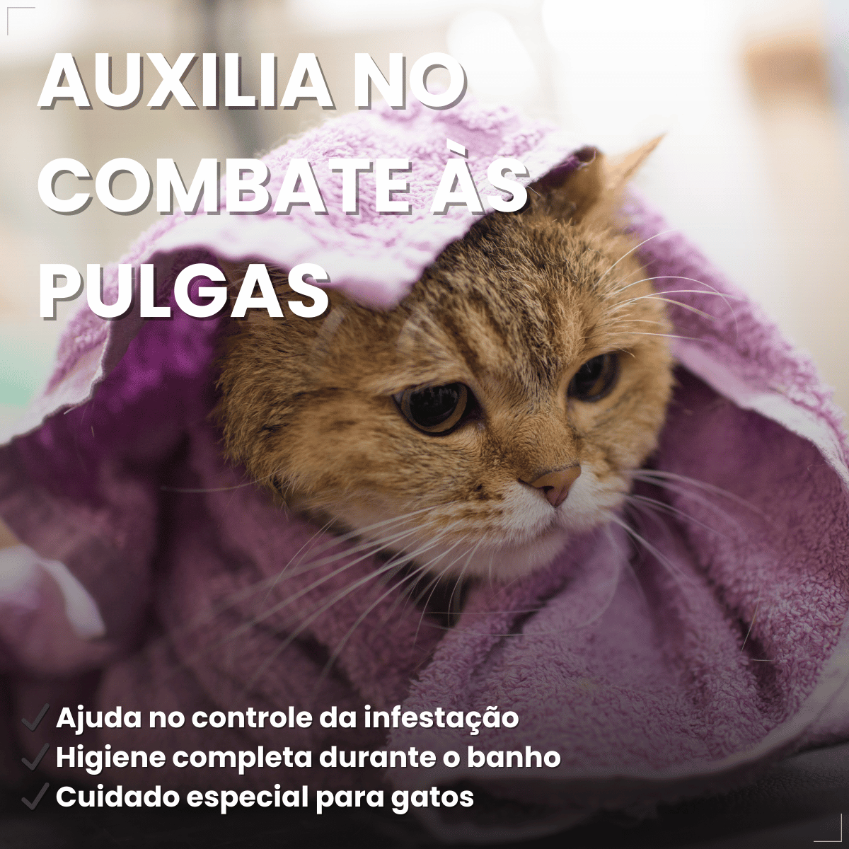 Shampoo e Condicionador Antipulgas Matacura para Gatos 200ml