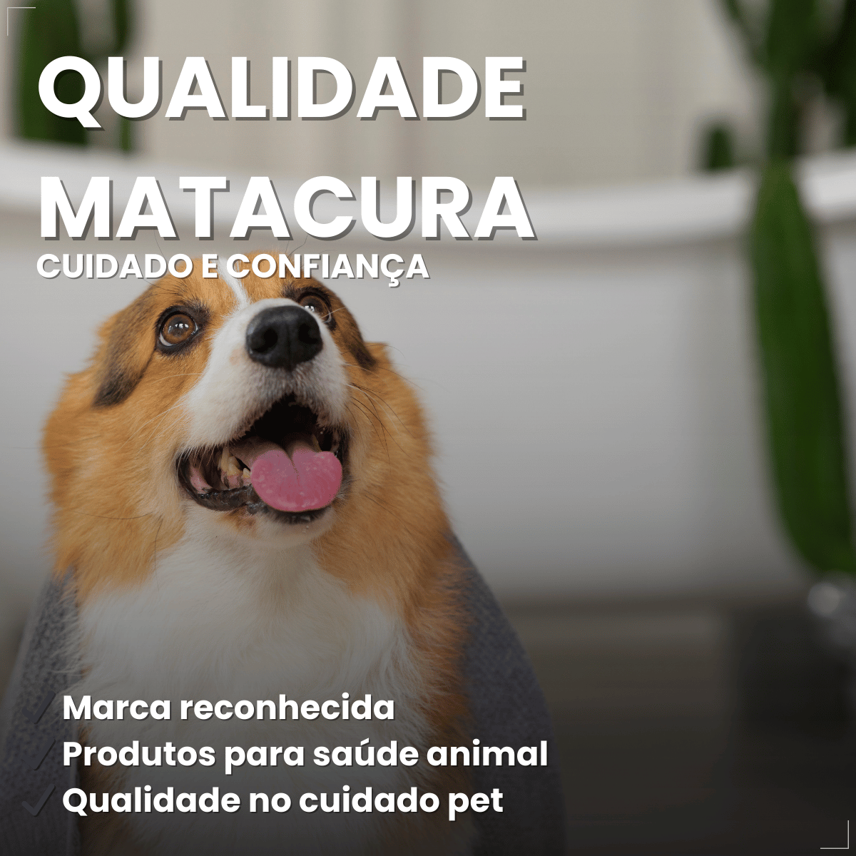 Shampoo Matacura Antisseborreico para Cães 200ml