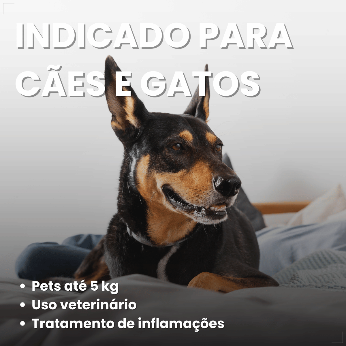 MeloxiWorld 2,0 mg para Cães e Gatos 10 Comprimidos World