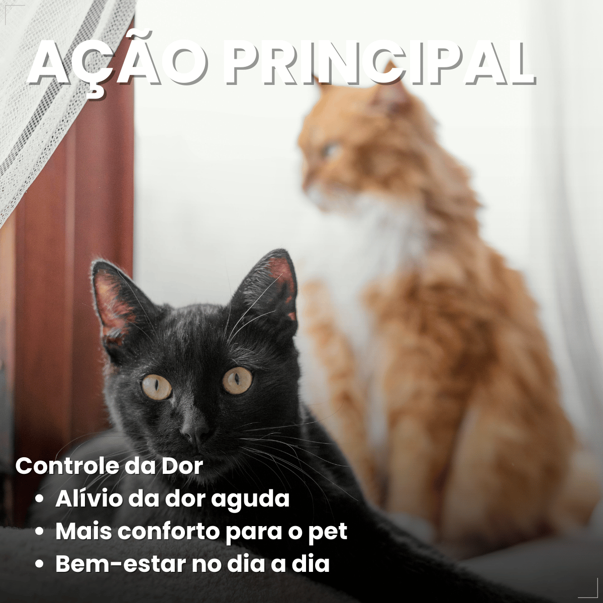 MeloxiWorld 2,0 mg para Cães e Gatos 10 Comprimidos World
