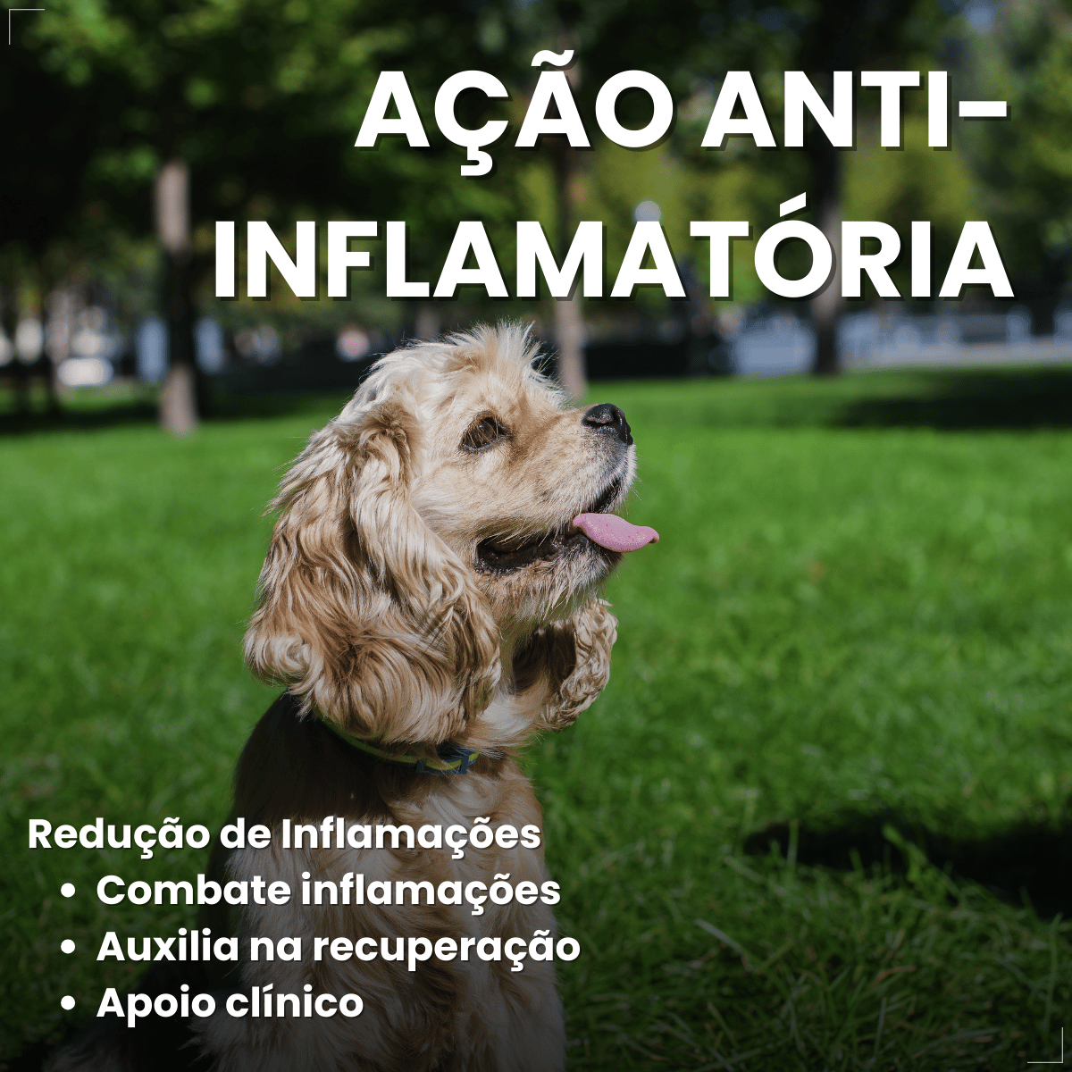 MeloxiWorld 2,0 mg para Cães e Gatos 10 Comprimidos World