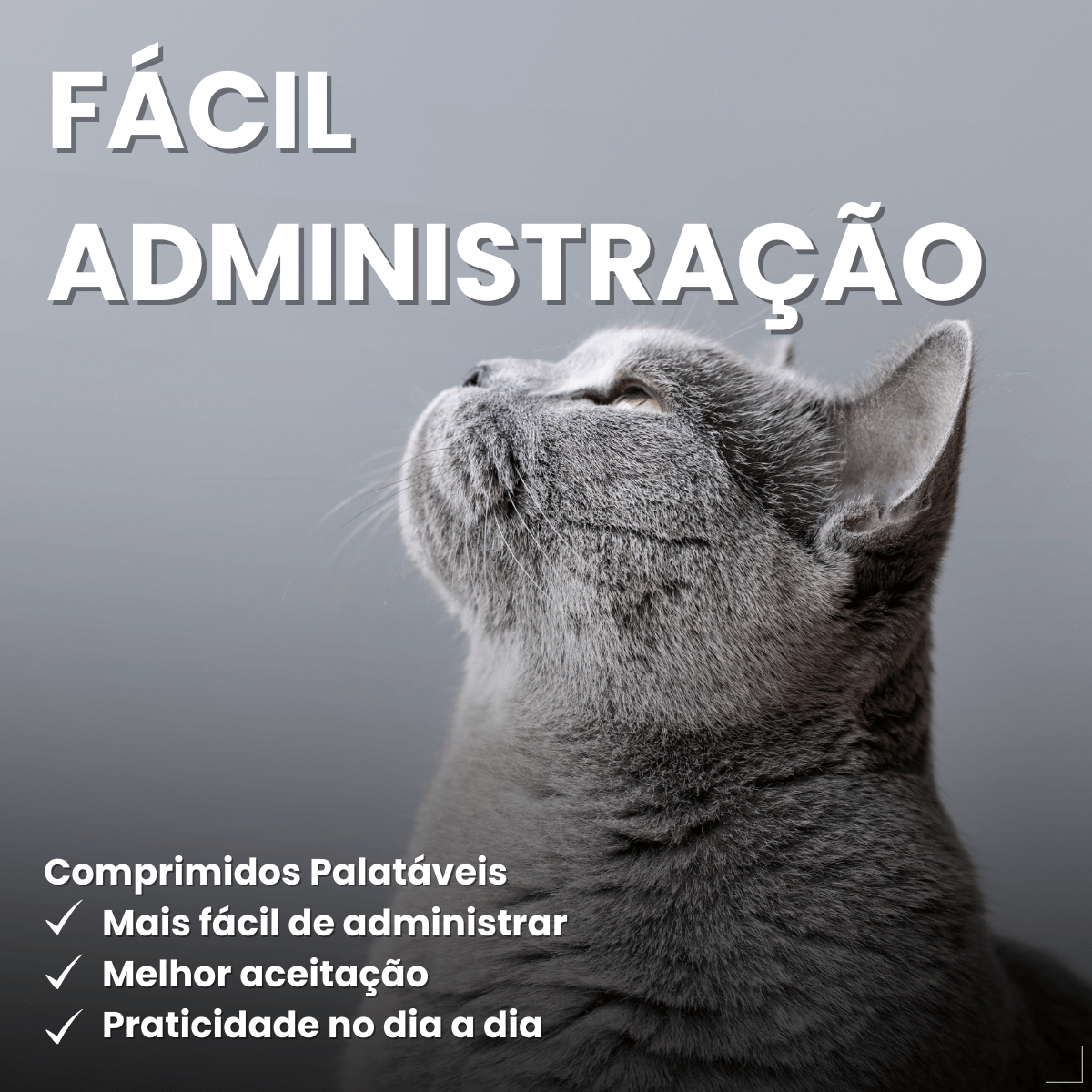 MeloxiWorld 2,0 mg para Cães e Gatos 10 Comprimidos World