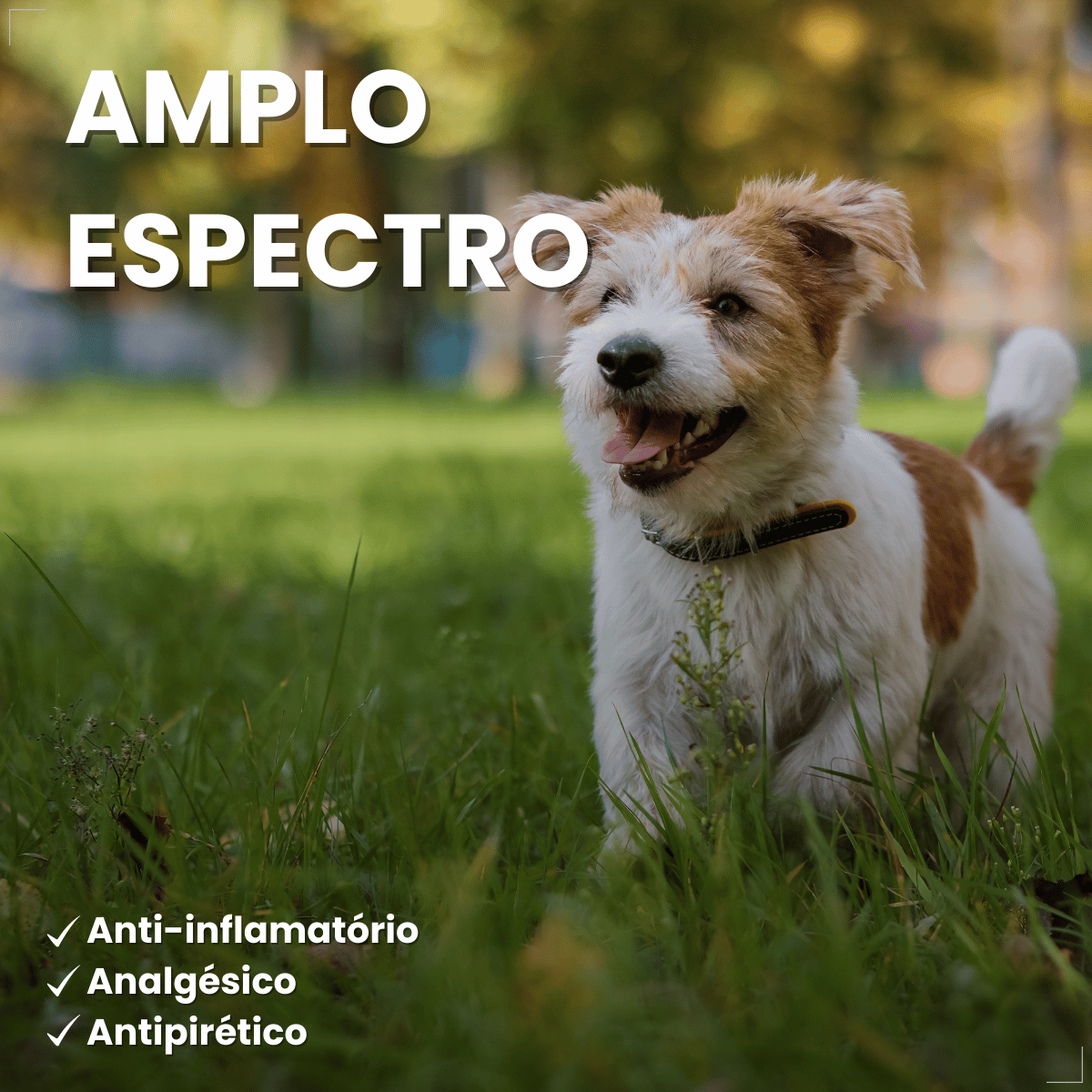 MeloxiWorld 2,0 mg para Cães e Gatos 10 Comprimidos World