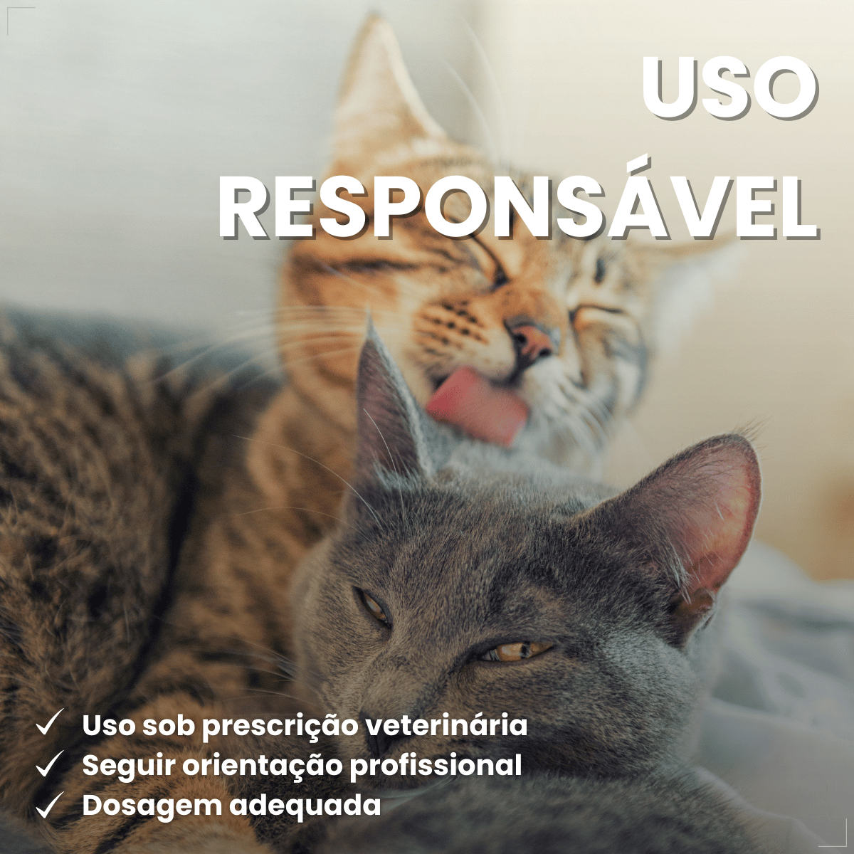 MeloxiWorld 2,0 mg para Cães e Gatos 10 Comprimidos World