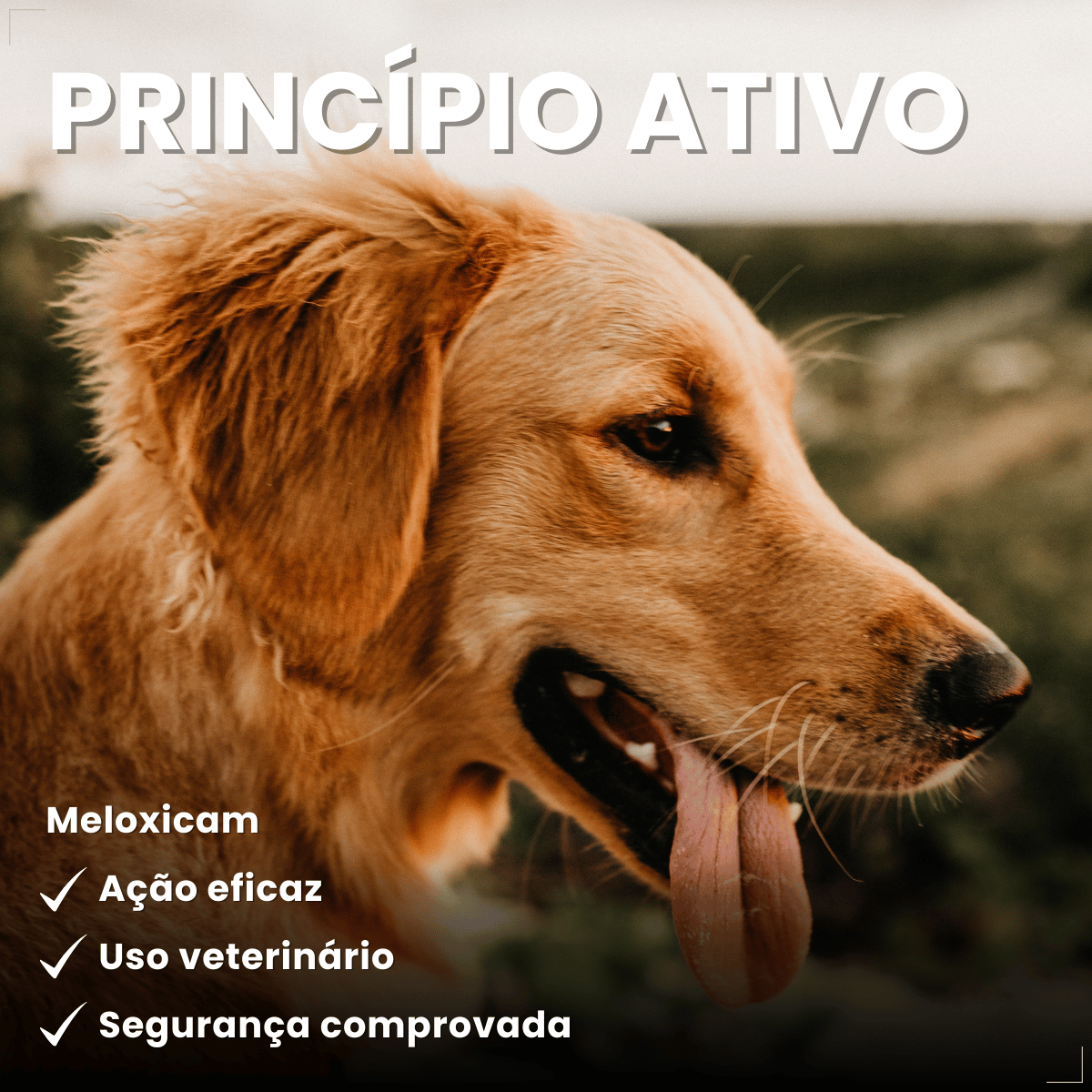 MeloxiWorld 2,0 mg para Cães e Gatos 10 Comprimidos World