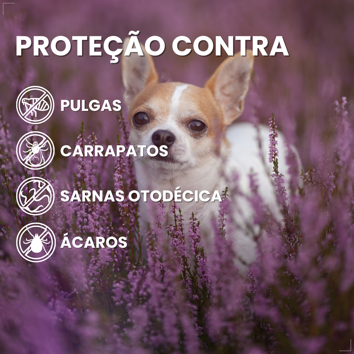 Antipulgas Nexgard Spectra 3 comp Para Cães De 2 A 3,5kg