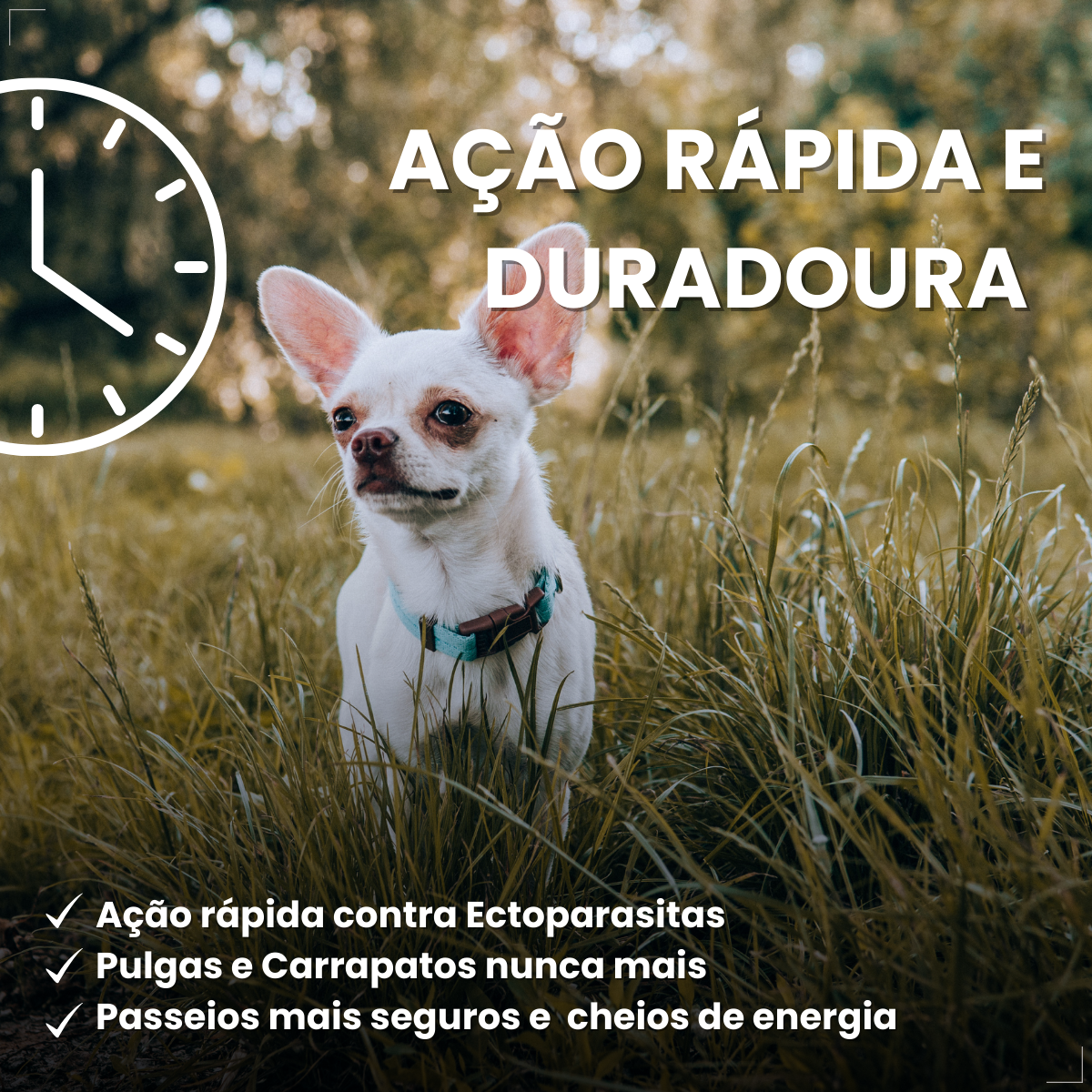 Antipulgas Nexgard Spectra 3 comp Para Cães De 2 A 3,5kg