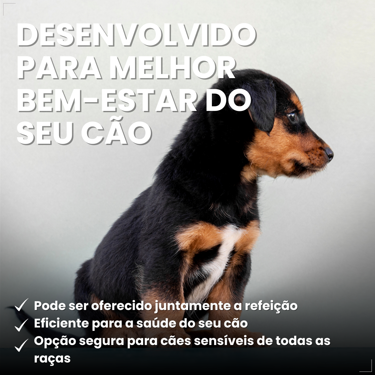 Antipulgas Nexgard Spectra 3 comp Para Cães De 2 A 3,5kg