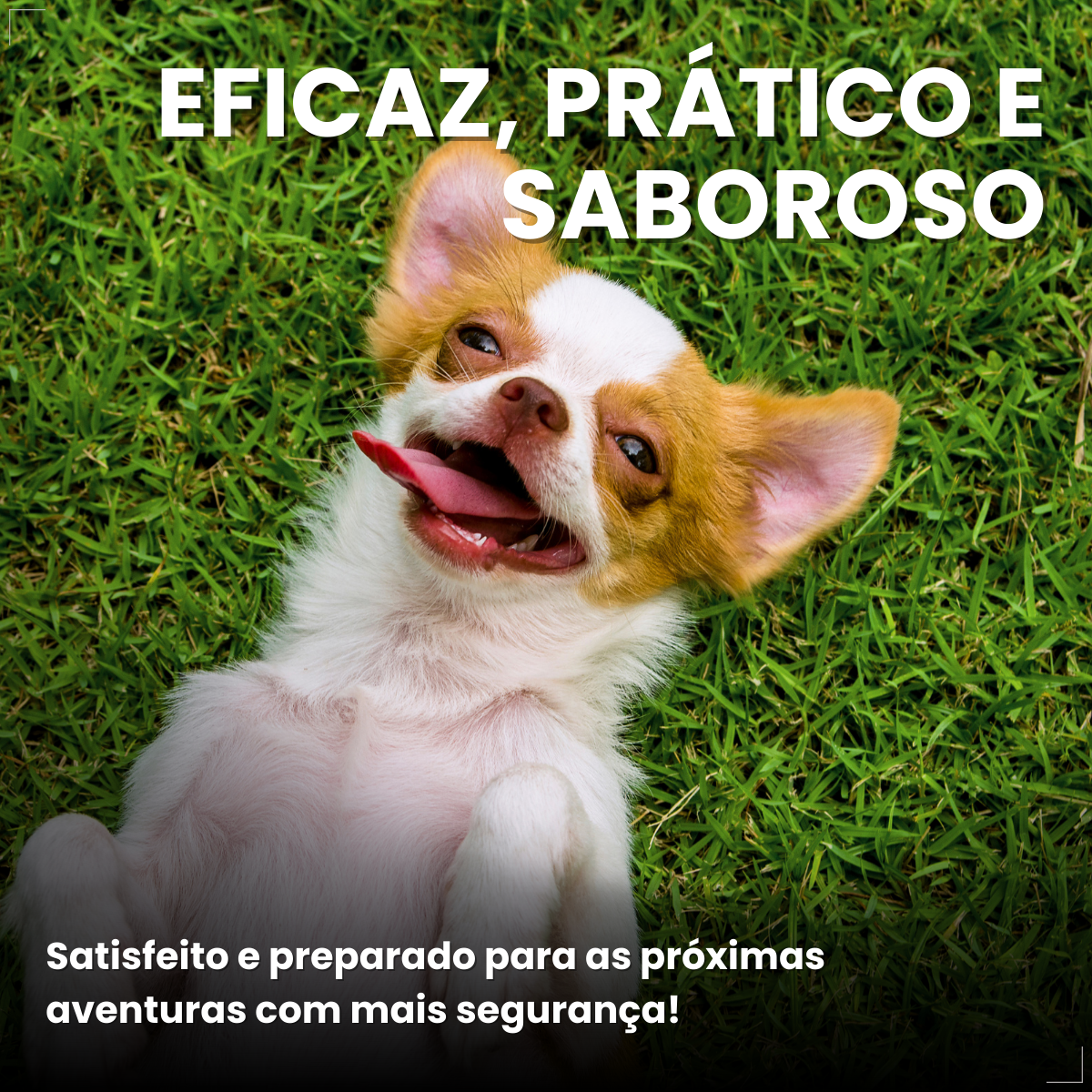 Boeringer Ingelhein Nexgard Spectra Antipulgas Cães 2 A 3.5 Kg 1 comp