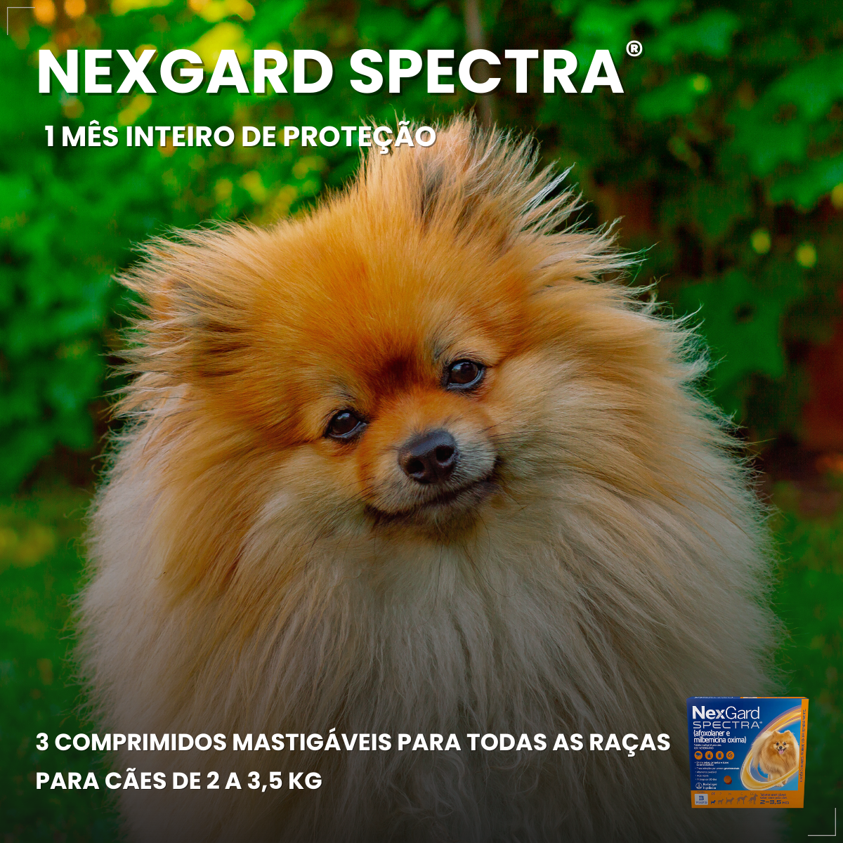 Antipulgas Nexgard Spectra Para Cães De 2 A 3,5kg -  3 Comprimidos