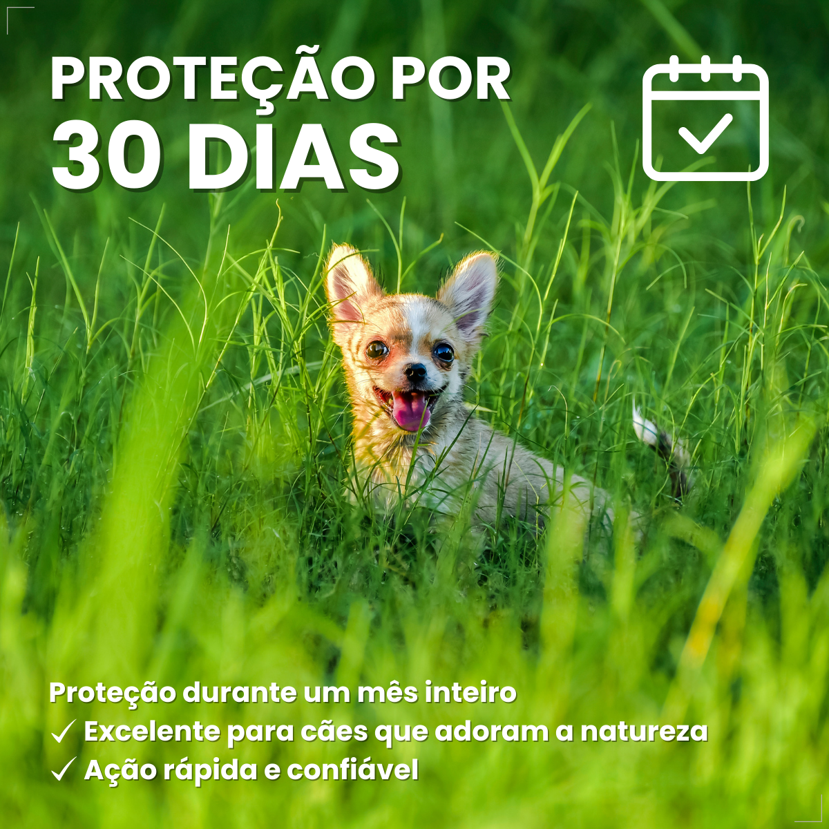 Boeringer Ingelhein Nexgard Spectra Antipulgas Cães 2 A 3.5 Kg 1 comp