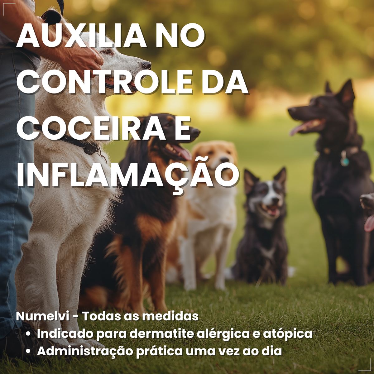 Msd Numelvi Cão 21,6mg dermatite alérgica Coceira 30comp