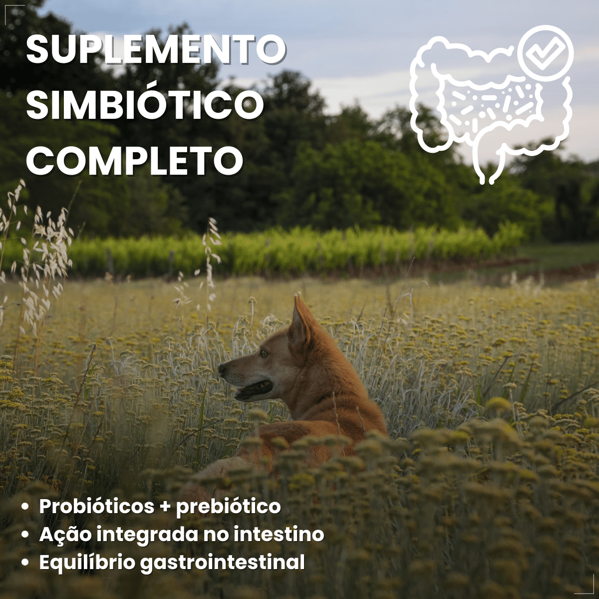 Suplemento vitaminar Cães ou gato Nuticor Simbio seringa 14g
