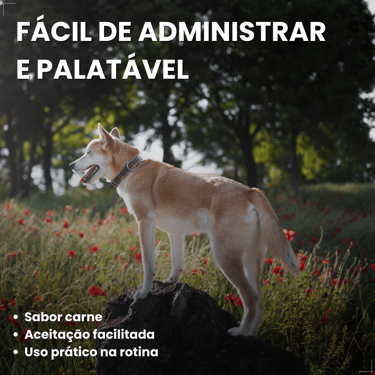 Suplemento vitaminar Cães ou gato Nuticor Simbio seringa 14g