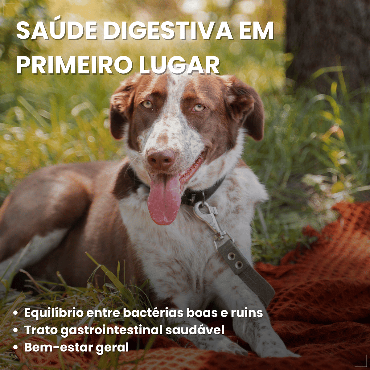 Suplemento vitaminar Cães ou gato Nuticor Simbio seringa 14g