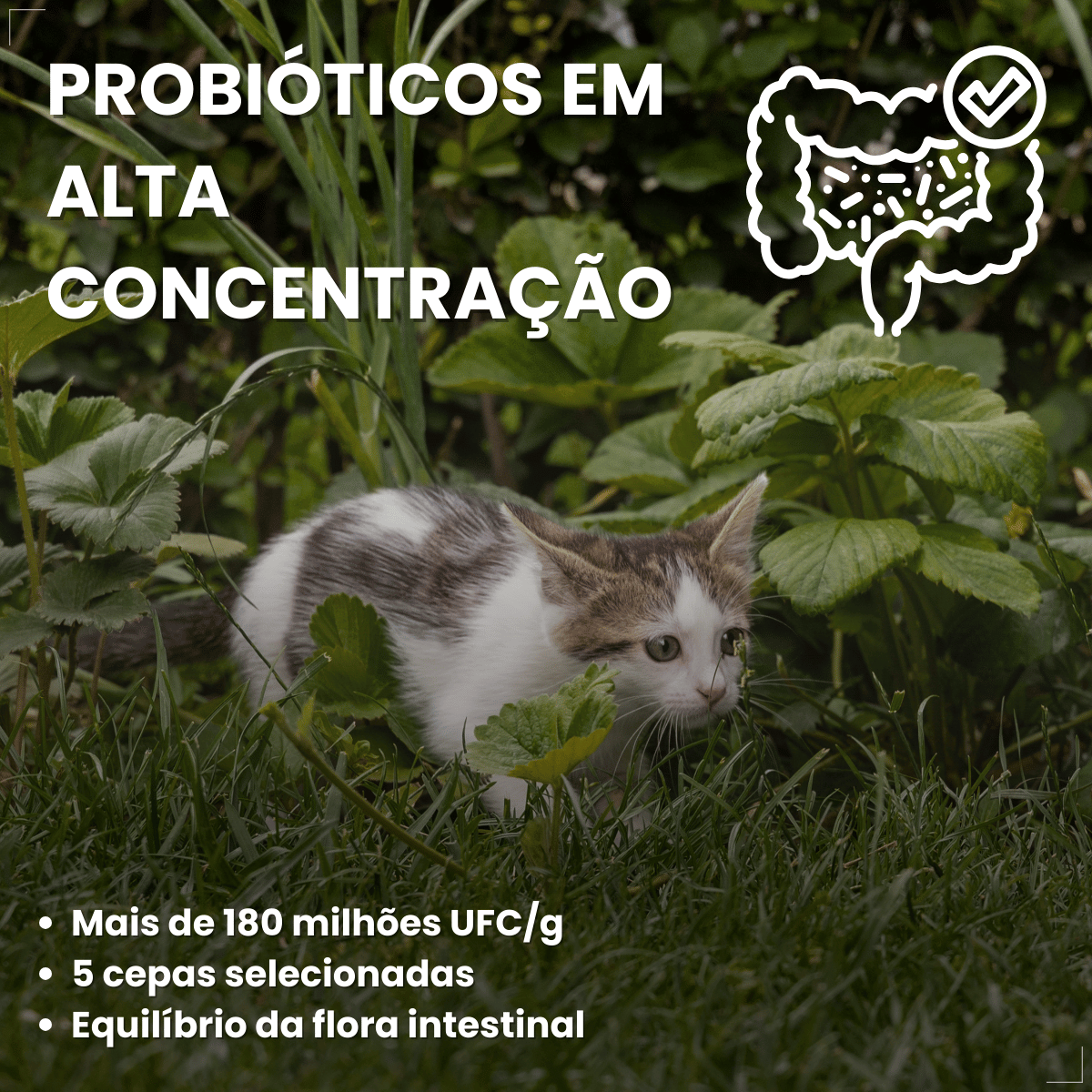 Suplemento vitaminar Cães ou gato Nuticor Simbio seringa 14g