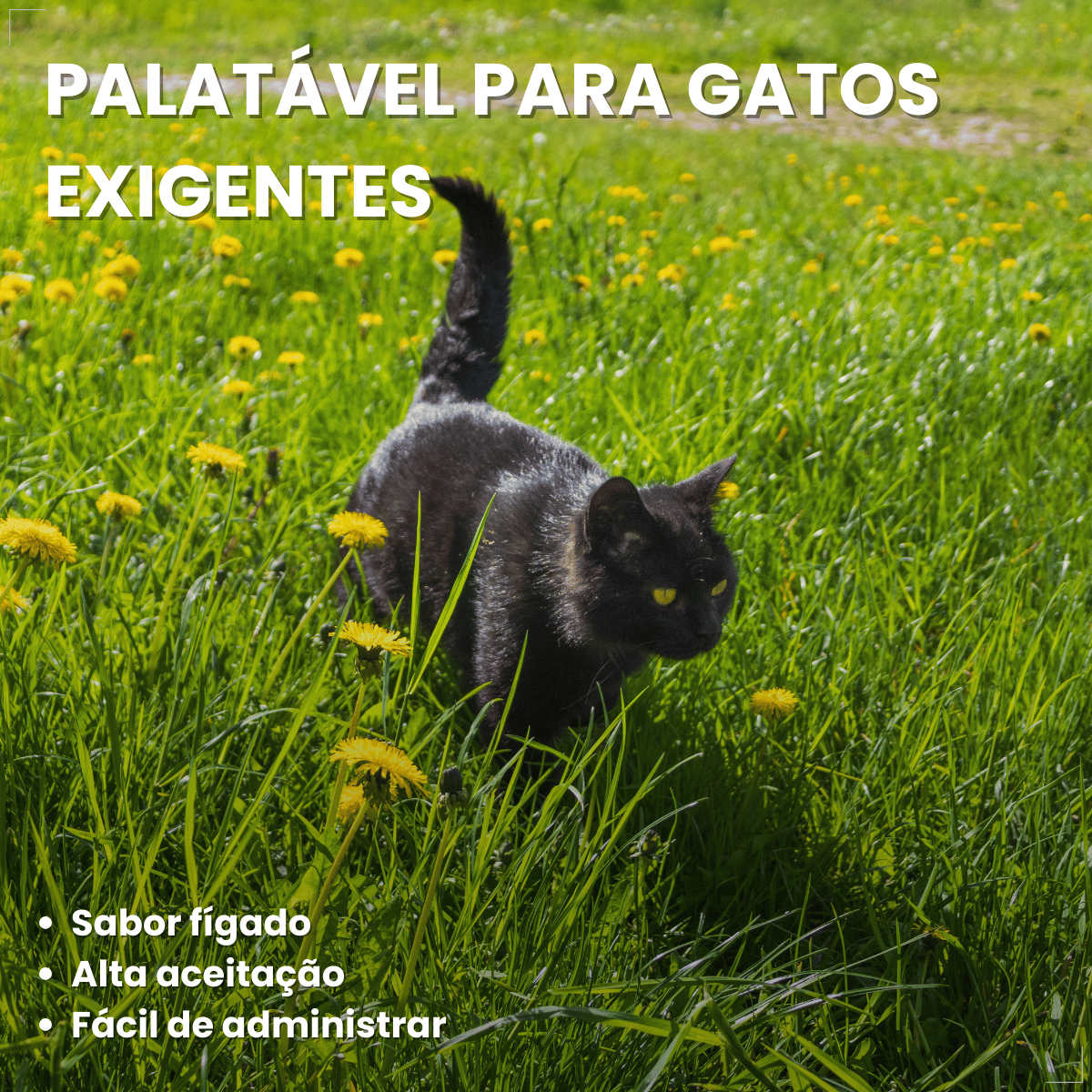 Suplemento vitaminar Cães ou gato Nuticor Simbio seringa 14g