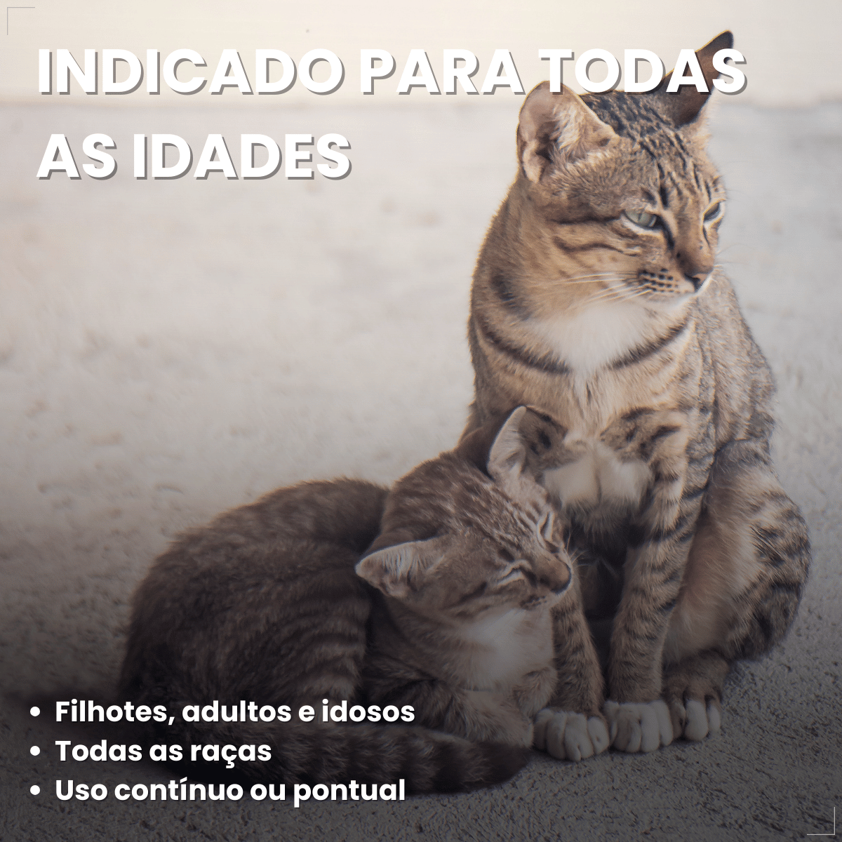 Suplemento vitaminar Cães ou gato Nuticor Simbio seringa 14g