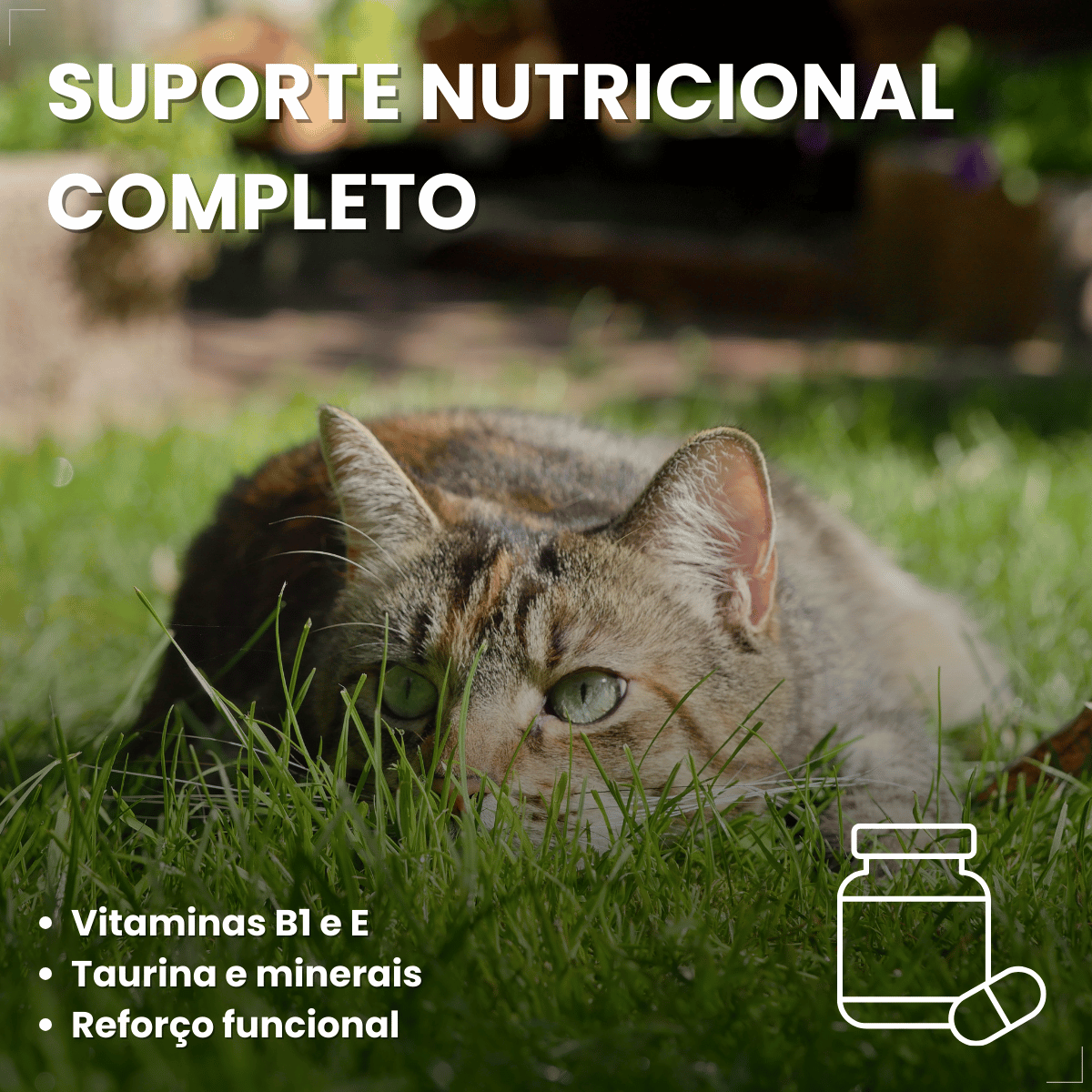 Suplemento vitaminar Cães ou gato Nuticor Simbio seringa 14g