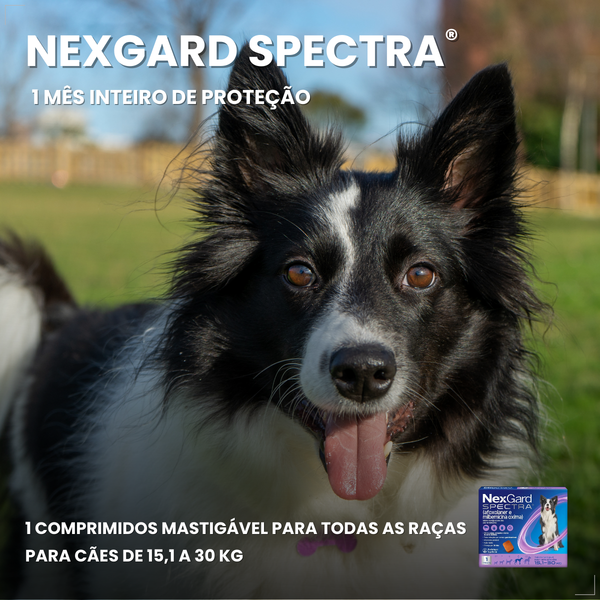 Antipulgas Nexgard Spectra Cães De 15,1 A 30 Kg 1 Comprimido