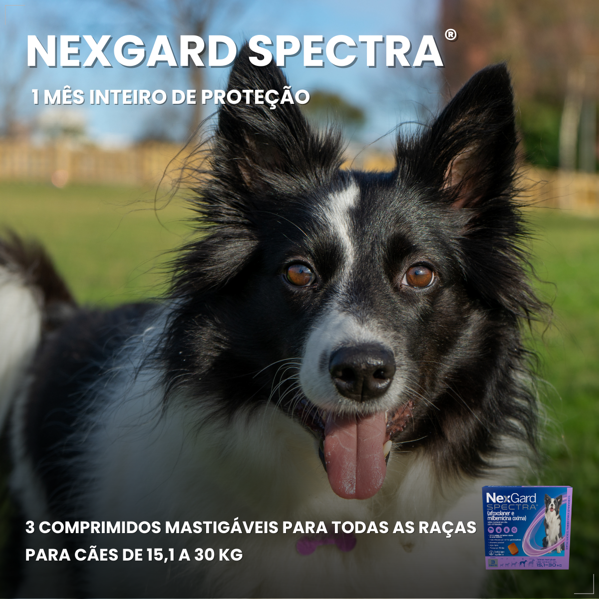 Nexgard Spectra Antipulgas Anticarrapato 15-30 Kg Caixa X3
