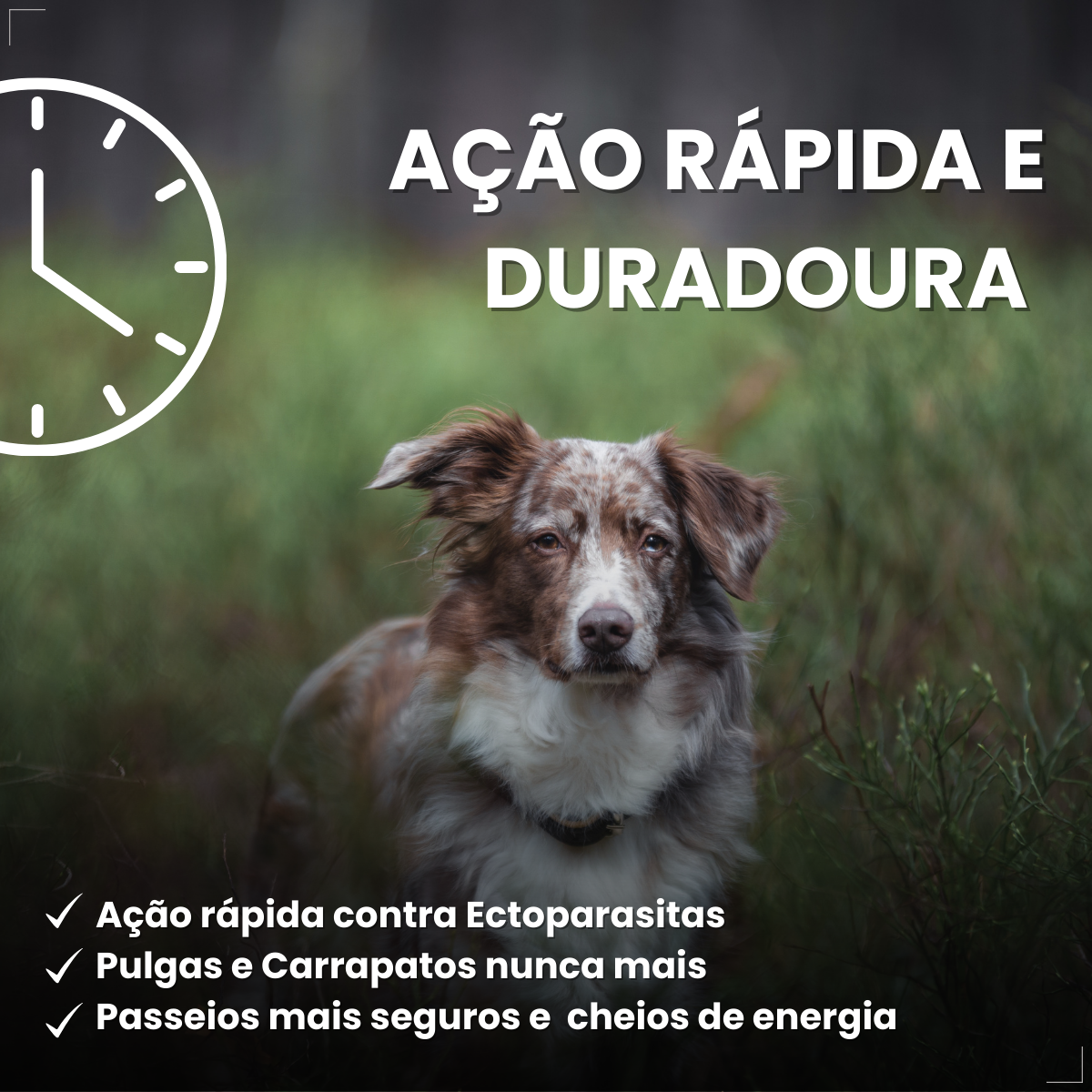 Antipulgas Nexgard Spectra Cães De 15,1 A 30 Kg 1 Comprimido