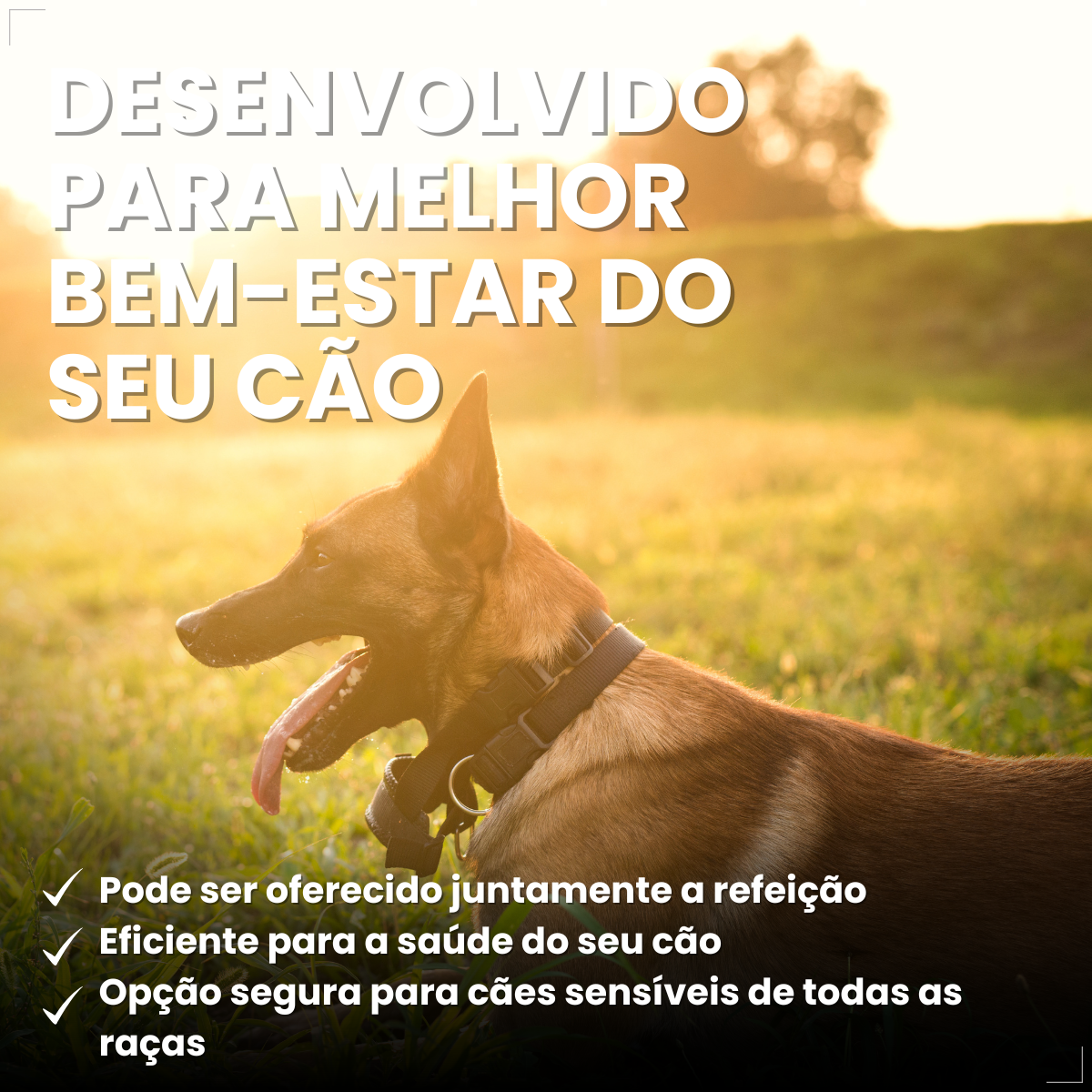 Antipulgas Nexgard Spectra Cães De 15,1 A 30 Kg 1 Comprimido