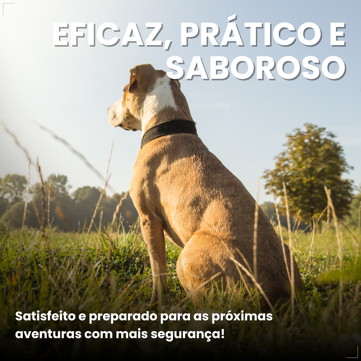 Antipulgas Nexgard Spectra Cães De 15,1 A 30 Kg 1 Comprimido