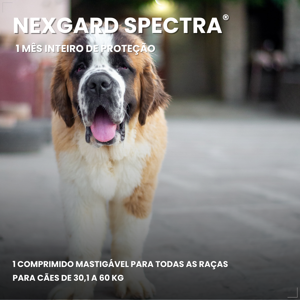 Antipulgas Nexgard Spectra para cães de 30 à 60kg 3 Comprimidos