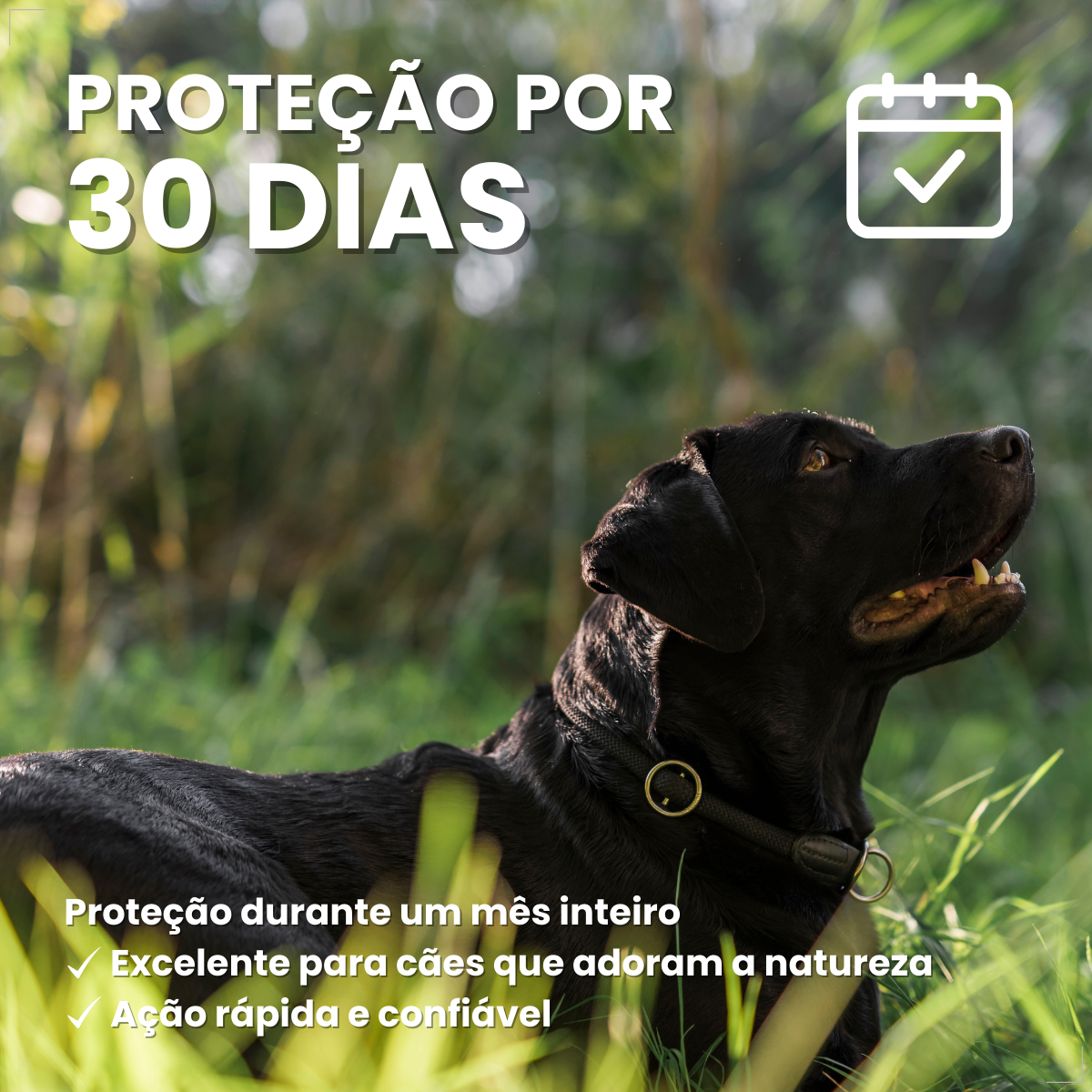 Antipulgas Nexgard Spectra para cães de 30 à 60kg 3 Comprimidos