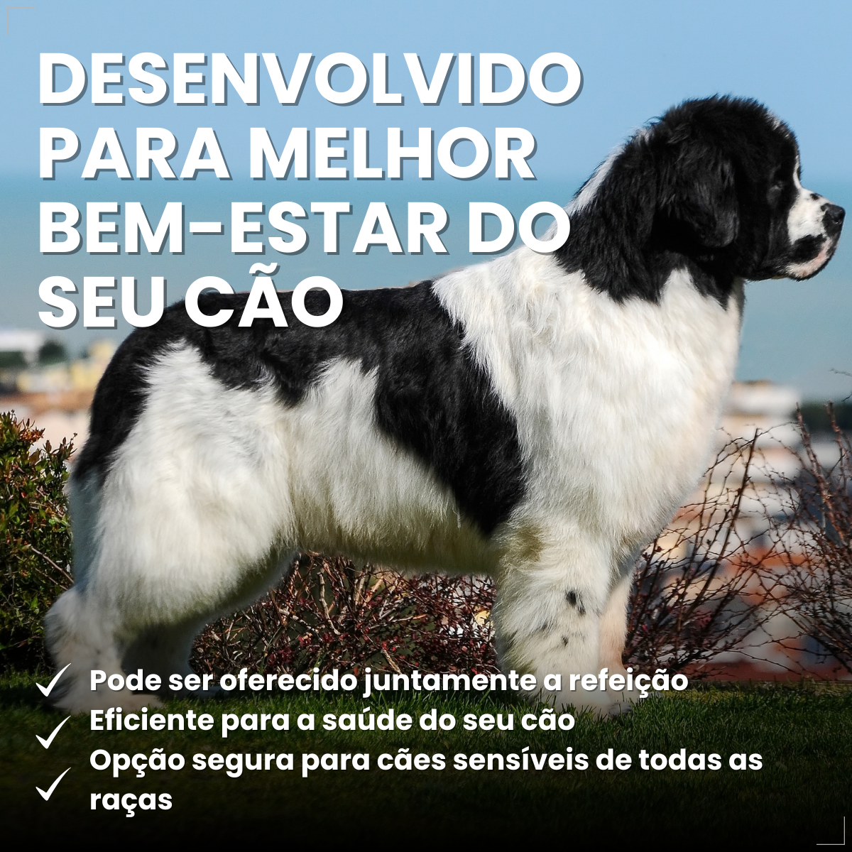 Antipulgas Nexgard Spectra para cães de 30 à 60kg 1 Comp
