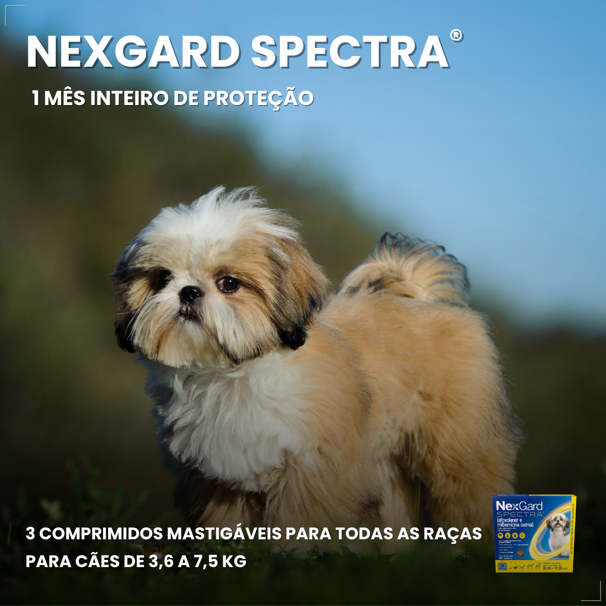 NexGard Antipulgas Spectra para cão 3,6kg a 7,5kg 3 Comprimidos