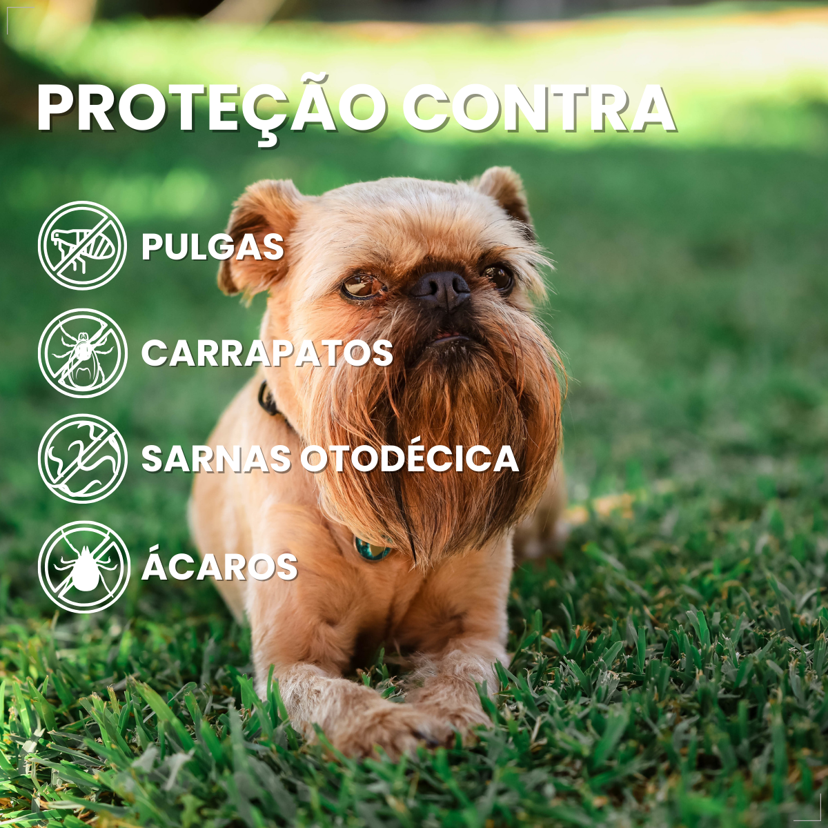 NexGard Antipulgas Spectra para cão 3,6kg a 7,5kg 3 Comprimidos