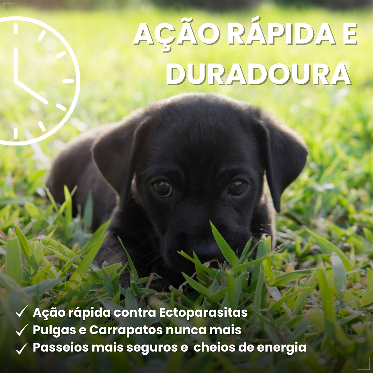 NexGard Antipulgas Spectra para cão 3,6kg a 7,5kg 3 Comprimidos