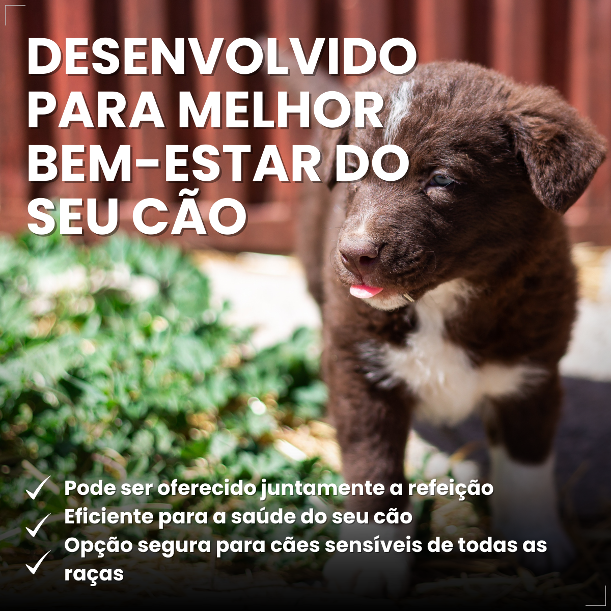NexGard Antipulgas Spectra para cão 3,6kg a 7,5kg 3 Comprimidos